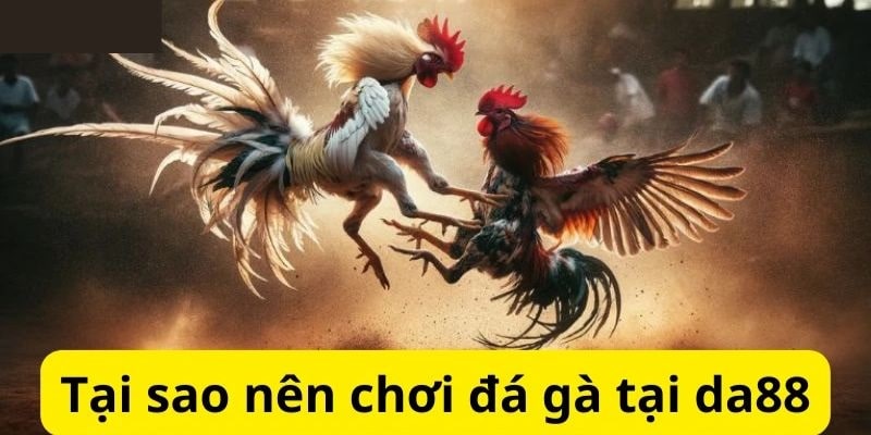 Kèo cược đá gà trực tiếp đa dạng